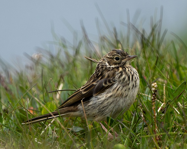 Meadow Pipit - Homepage - Jan Lightfoot