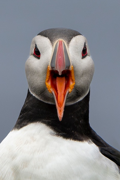 Mouth Wide Open - Homepage - Jan Lightfoot