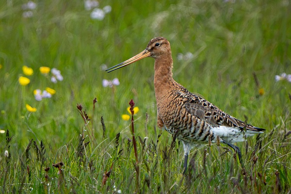 Black-tailed Godwit - Homepage - Jan Lightfoot