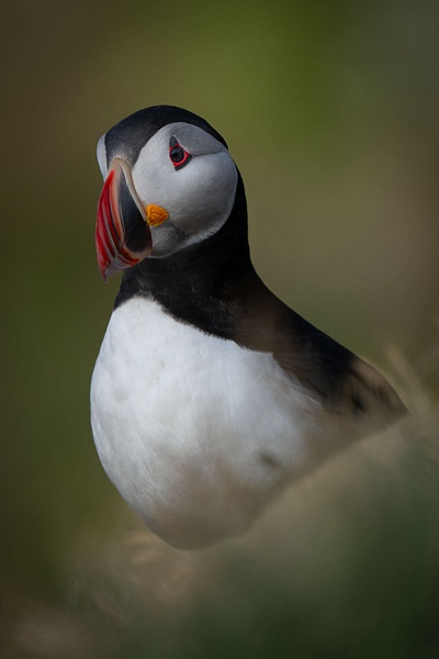 Puffin in Soft Green - Homepage - Jan Lightfoot