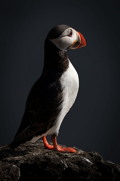 Dramatic Puffin - Homepage - Jan Lightfoot