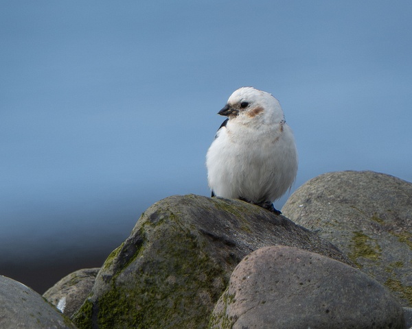 Adult Snow Bunting - Homepage - Jan Lightfoot