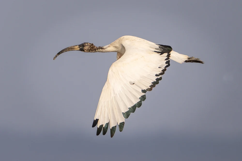 Majestic Ibis in Flight Against a Soft Gray Sky