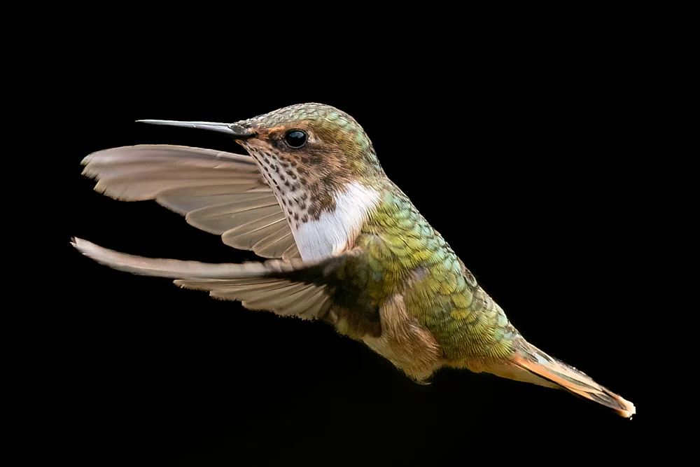 Vibrant Hummingbird in Flight Against a Dark Background
