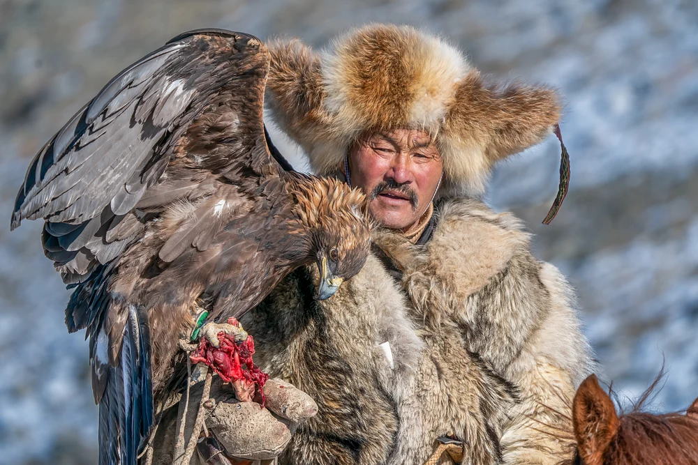 Traditional Eagle Hunter with Golden Eagle in Mongolia