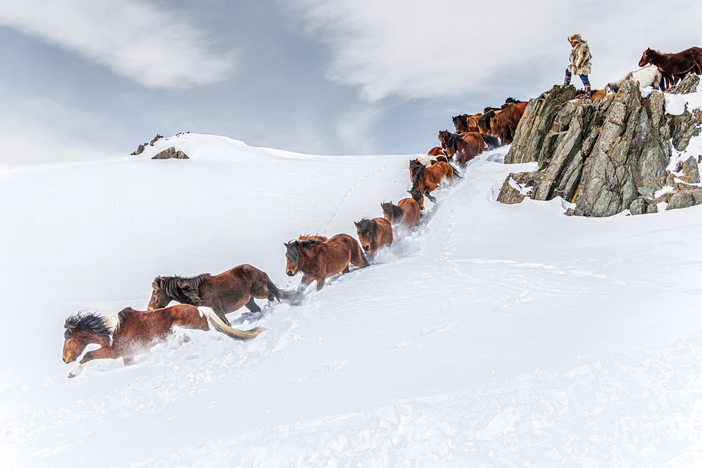 Herding Horses Through Snowy Terrain