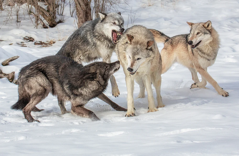 Captivating Wolf Pack Interaction in Winter Wonderland