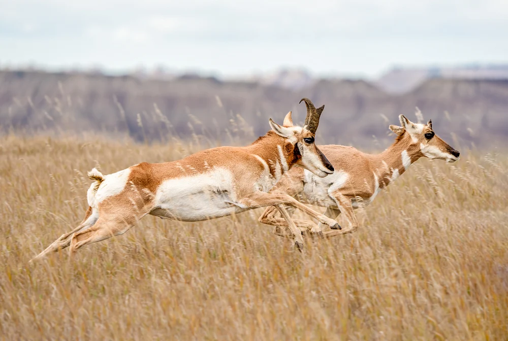 Pronghorn Antelope Running in Tall Grass