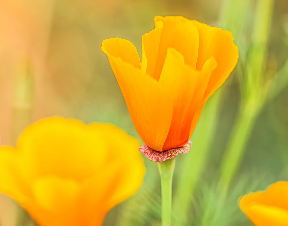 California Poppy in B;oom