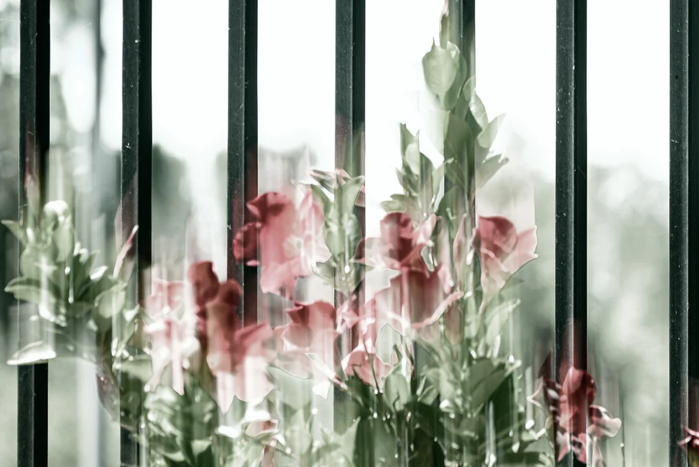 Ethereal Floral Composition behind  Iron Bars