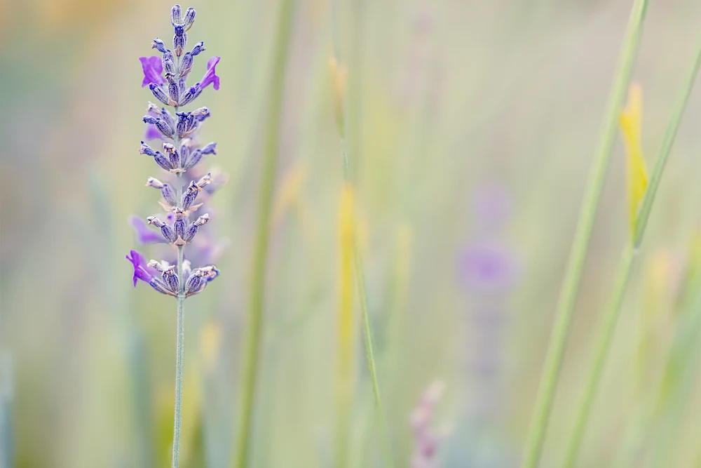 Delicate Lavender in Soft Focus