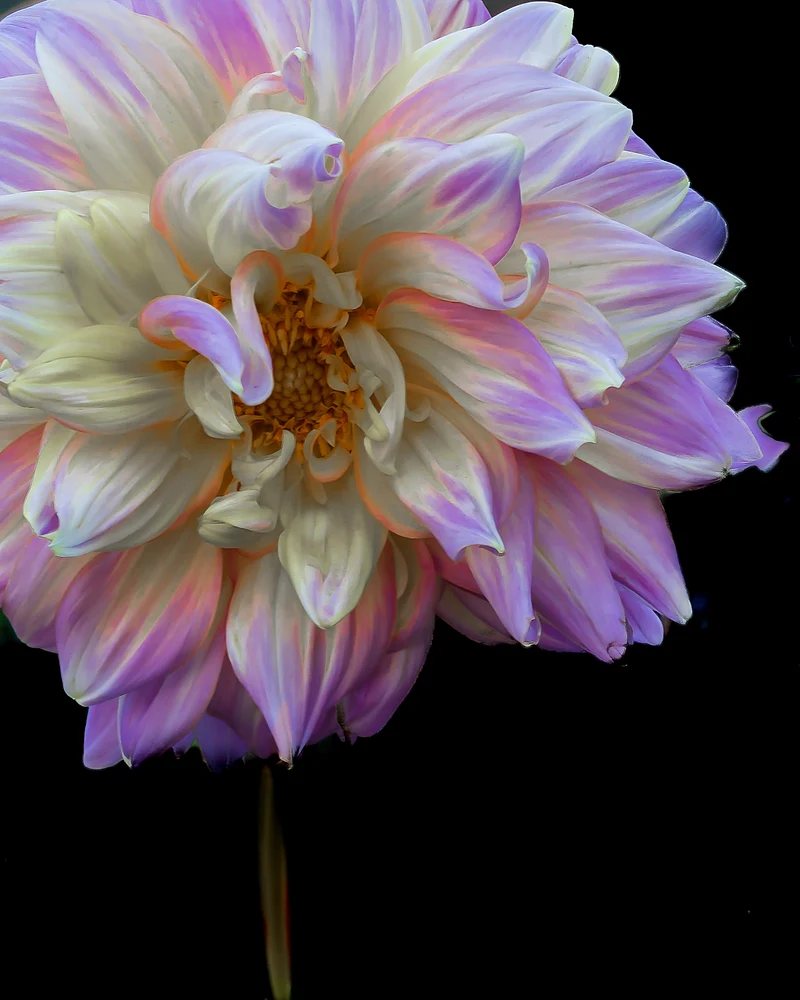 "Shy Dahlia" Petals fold inward, a secret kept in bloom.