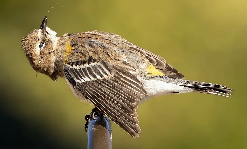 Birds