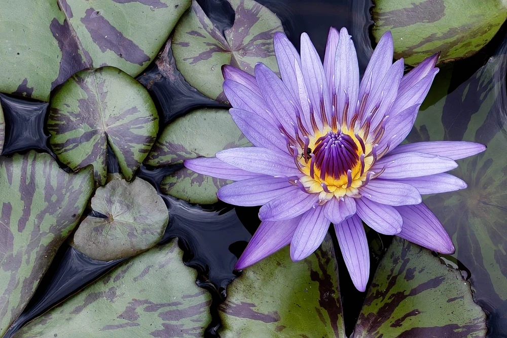 Water Lily
