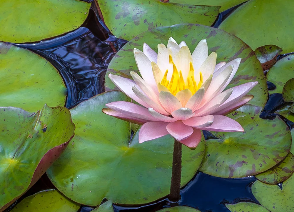 Water Lily 1