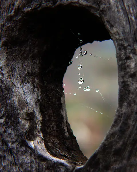 Knothole Droplets by Sunlightpix