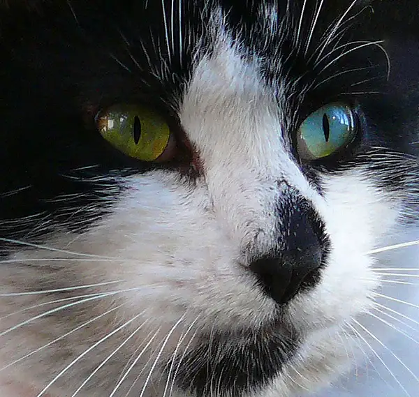 Cat Eyes by Sunlightpix