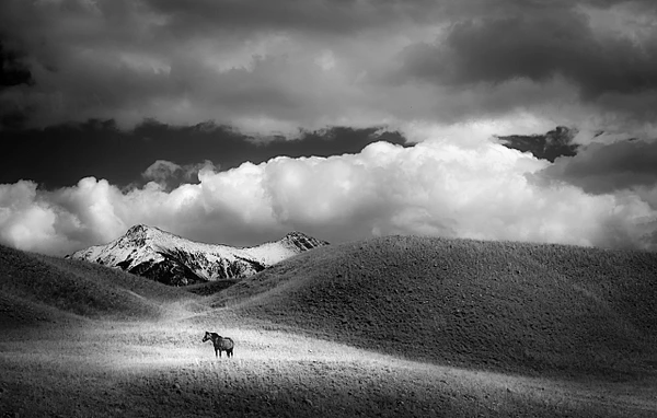 Black-and-white photograph of a solitary horse grazing among Wyoming hills beneath dramatic clouds.