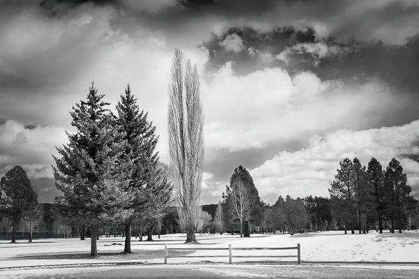 Black-and-white winter landscape in Munds Park, Arizona, with snow-covered trees beneath a clearing sky.