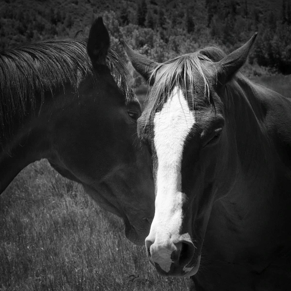 Two horses sharing an intimate moment in a serene black-and-white setting.