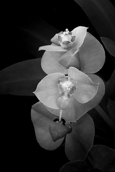 Black-and-white photograph of an open Myrtle Spurge bloom surrounded by spreading leaves and small buds.