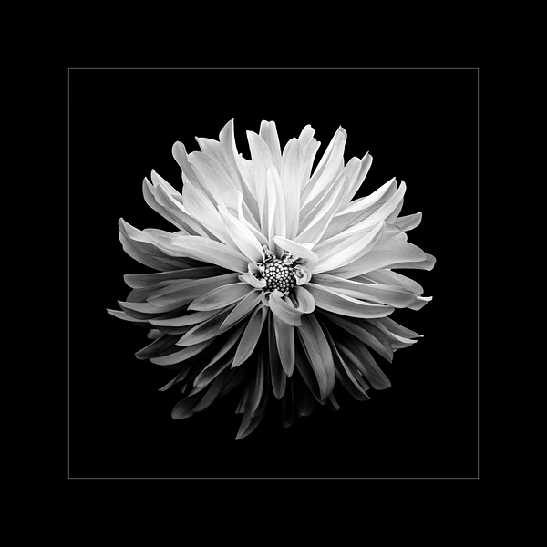 Barbara Altevers Photography