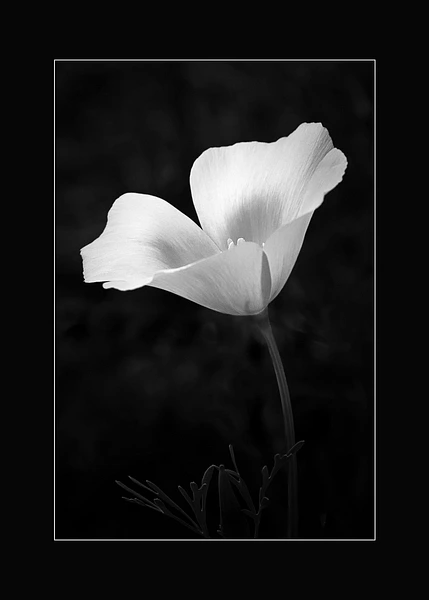 Black-and-white photograph of a tall white poppy with its center peeking above the petals.