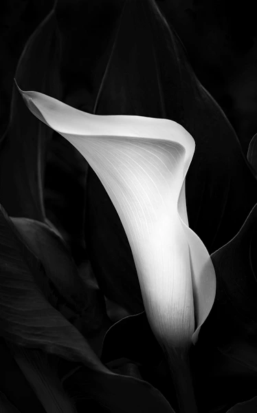 Black-and-white photograph of an elegant calla lily with curved petals and dark leaves.