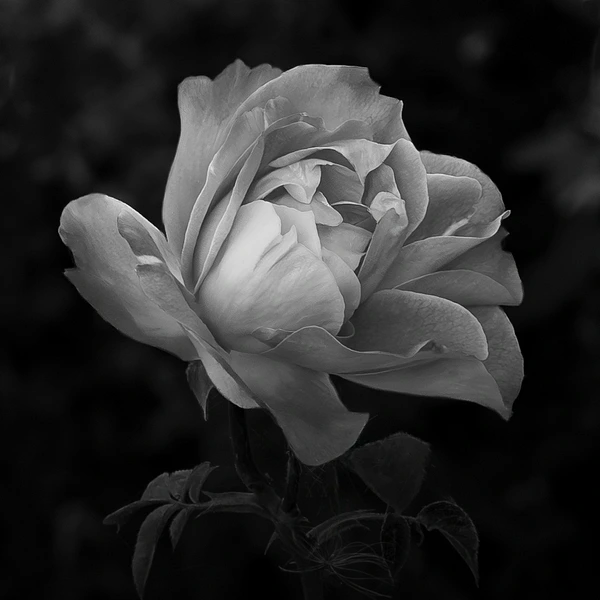 Black-and-white photograph of a radiant rose showing curved petals, ripples and delicate texture.