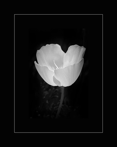 Barbara Altevers Photography