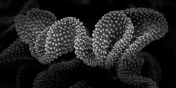 Black-and-white close-up of a cactus showing twisting ridges and undulating surface texture in evening light.