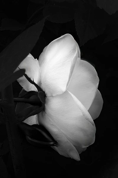 Black-and-white photograph of a white rose with softly curved, velvet-like petals against a dark background.