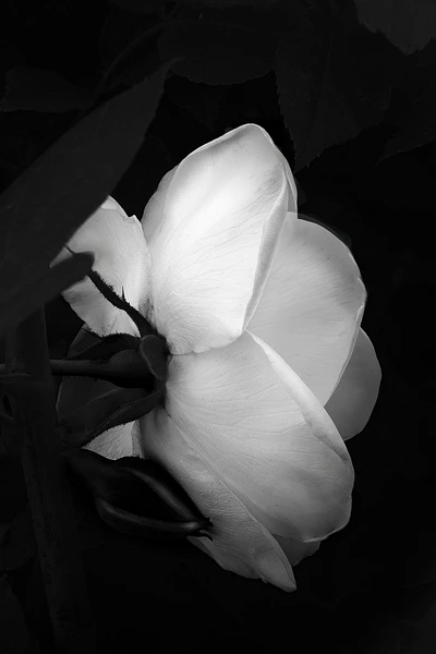 Barbara Altevers Photography