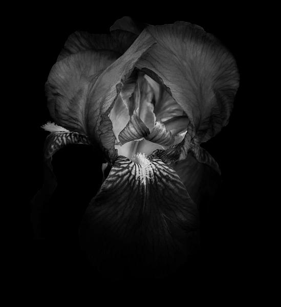 Black-and-white close-up of an iris flower center captured in soft evening light.