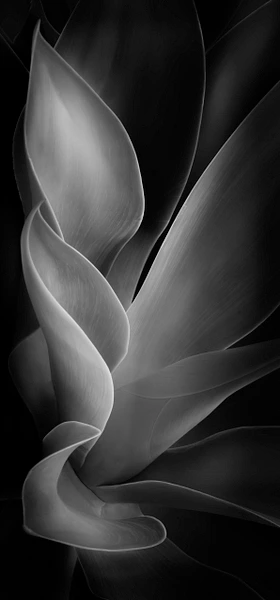 Barbara Altevers Photography
