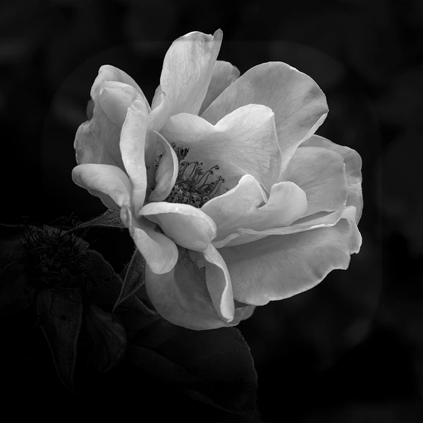 Barbara Altevers Photography