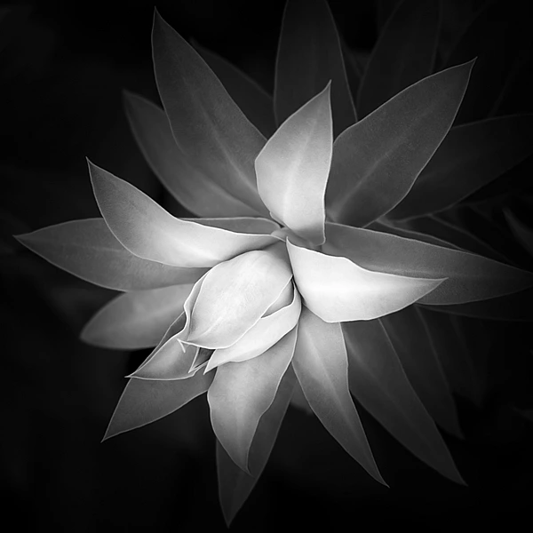 Black-and-white photograph of an emerging Myrtle Spurge bud curving gracefully before bloom.