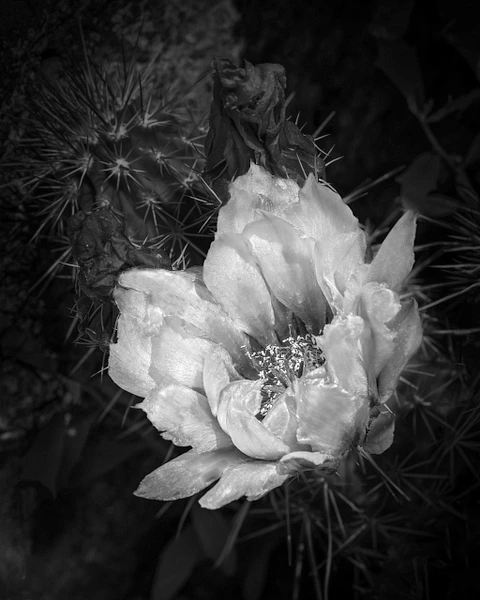 Barbara Altevers Photography