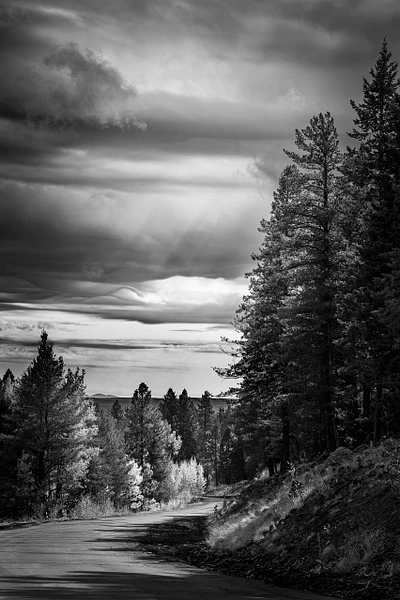 Black-and-white photograph of a winding road leading into a forest at Aspen Corner.