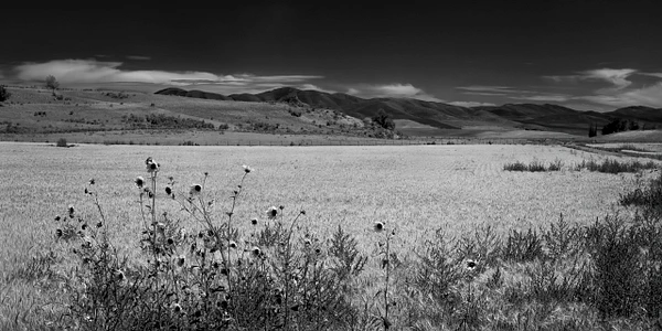 Barbara Altevers Photography