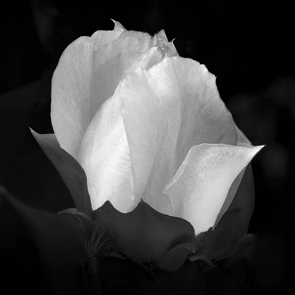 Barbara Altevers Photography