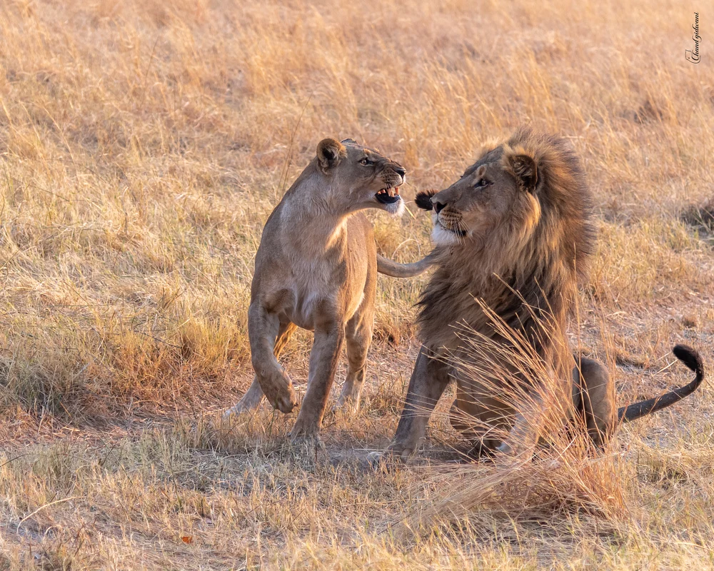 Lions , Botswana