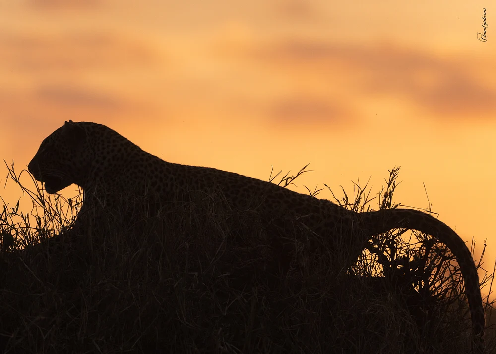 Leopard Silhouette, Tanzania