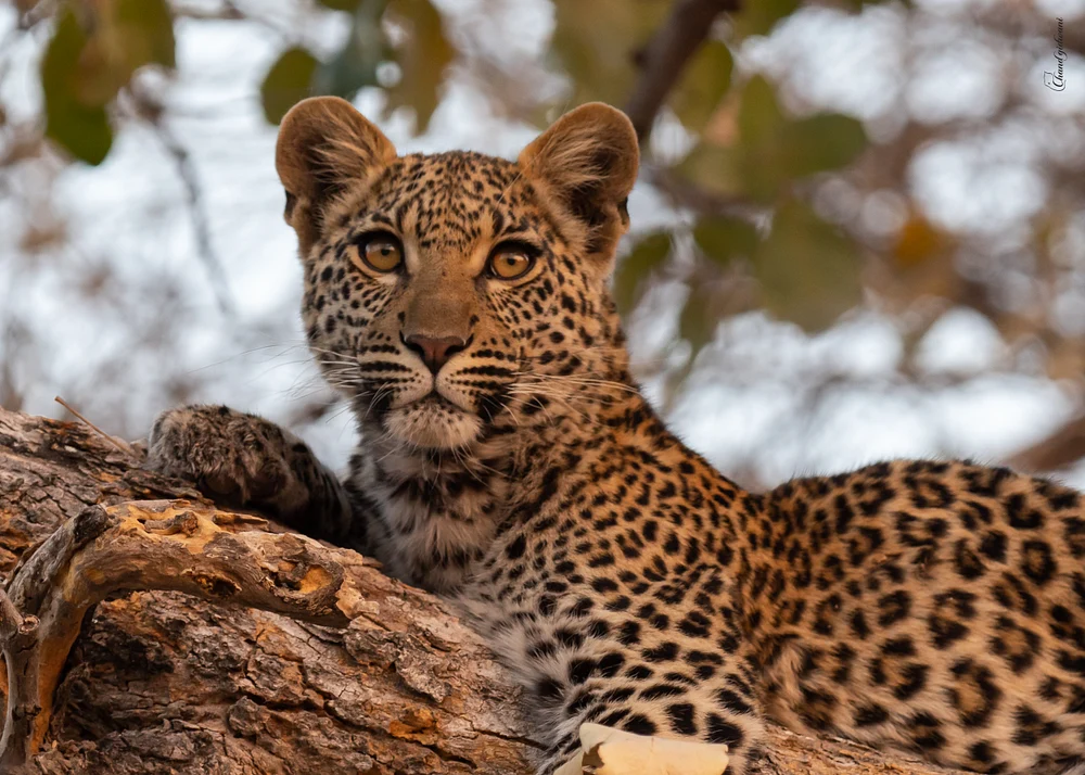 Baby Leopard, Botswana