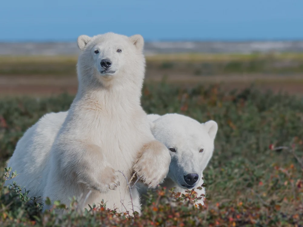 Mama and Baby Polar Bear, Canada