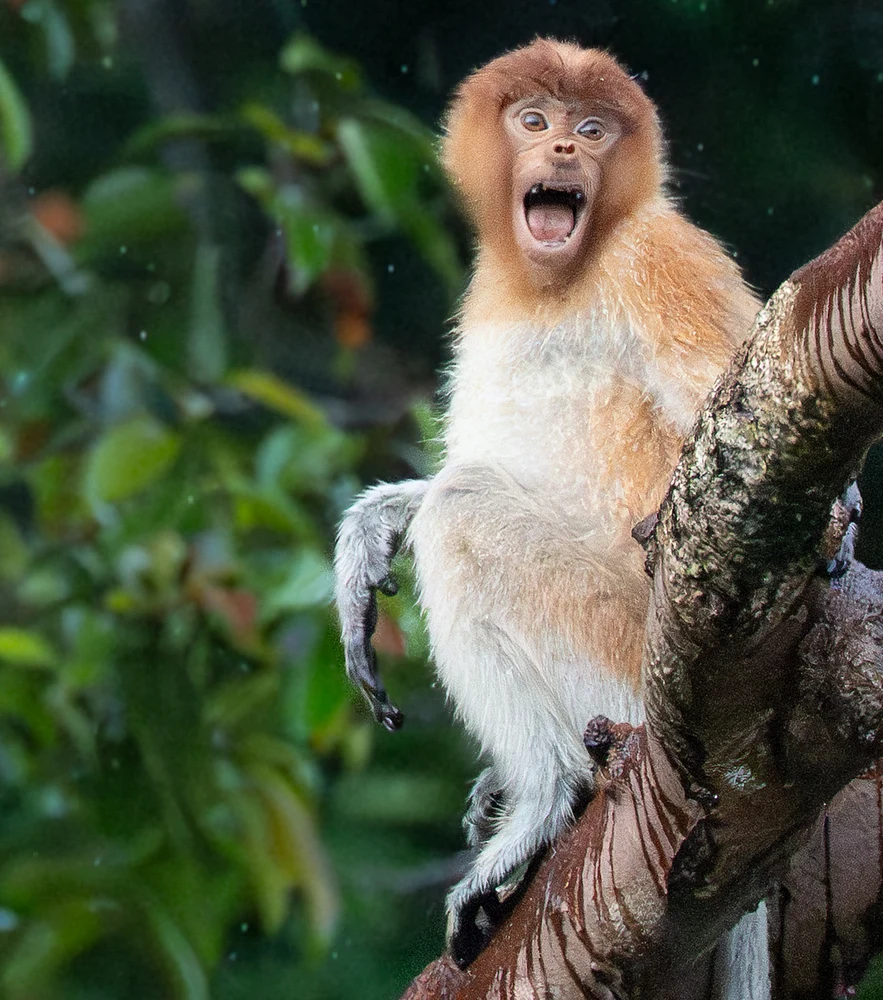 screaming female proboscis
