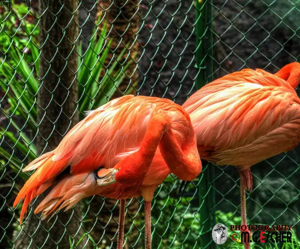Banos  Zoo & Casa del Arbol  2016 085 by MarcelEscher895