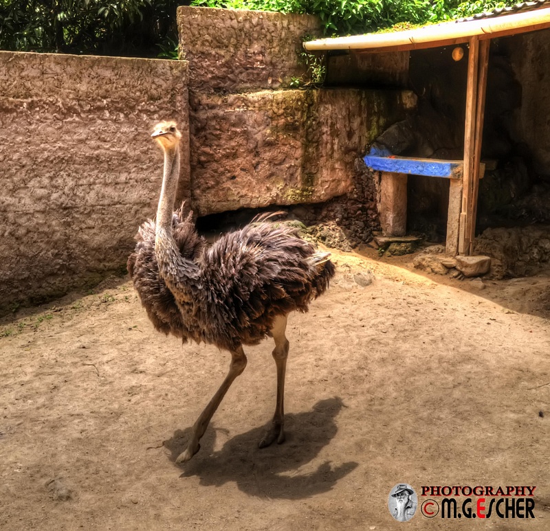 Banos  Zoo & Casa del Arbol  2016 098