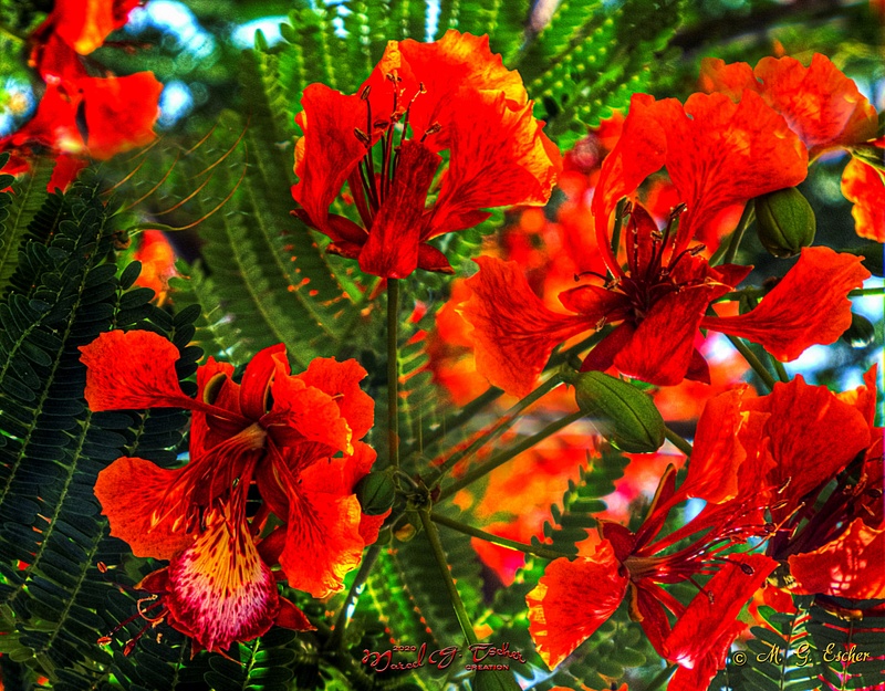 Puerto lopez arbre en fleur rouge Jan 2020 043_a2