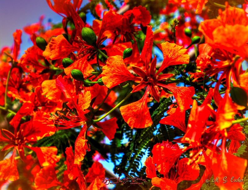 Puerto lopez arbre en fleur rouge Jan 2020 048_a2